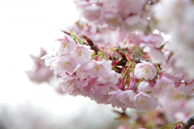 桜花塩漬（国産）