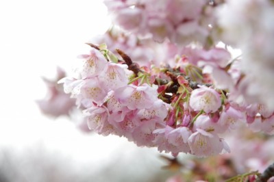 桜花塩漬軸取（国産）